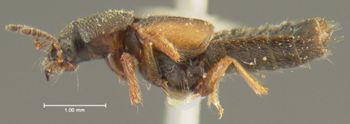 Media type: image;   Entomology 24073 Aspect: habitus lateral view